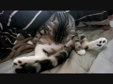 お腹をなめる猫