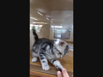 にゃー