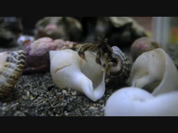 借りぐらしヤドカリ物語 #1