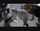 【Jean & Pont 1129】一時預かりの子が慣れたので先住猫をよく可愛がる