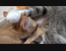 兄猫を吸いつくしそうな妹猫