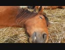 熟睡している馬