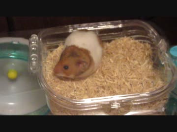 ゴールデンハムスターを飼ってみた！！2匹目