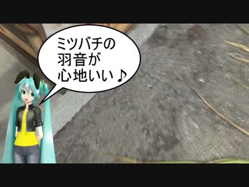【素人養蜂　Part28】ニホンミツバチと戯れます