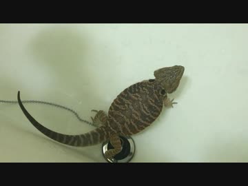 お風呂でウ〇〇