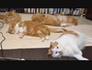 【マンチカンズ】ねこを敷き詰めてみました。