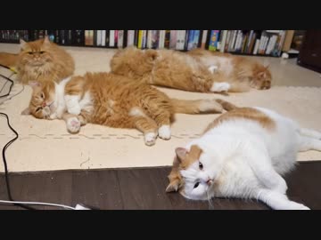 【マンチカンズ】ねこを敷き詰めてみました。