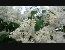White Lilac Flowers　＠　本松金三