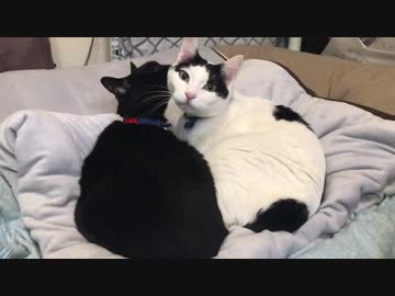 【ズサーの人】まったりな日常