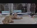 【Jean & Pont 1134】今主役はチャコちゃんです