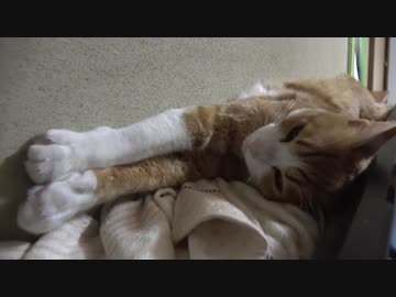 猫のお腹をもふもふしたら３度見されたんだが。