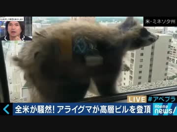 全米が騒然　アライグマが高層ビルを頭頂　かわいい顔して実は凶暴？　アライグマを有効利用？グルメも唸るアライグマ料理