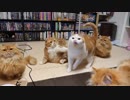 【マンチカンズ】ねこがねこに尻尾ムチ
