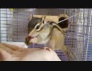 カメラを気にしながらイチゴを食べるシマリスさん