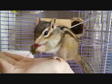 カメラを気にしながらイチゴを食べるシマリスさん