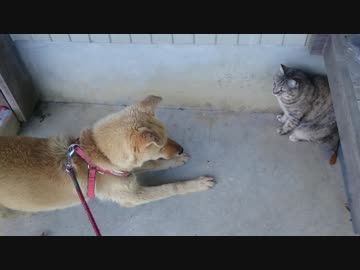 メイリオとお隣さんの猫(久)