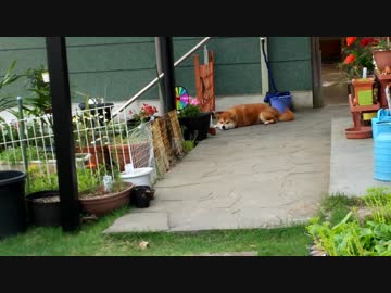 うちの、誰かの帰りを待つ柴犬くん