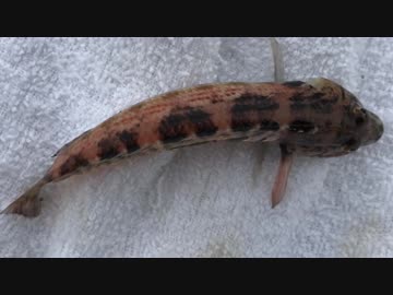 釣り動画ロマンを求めて 164釣目（前編：花暮岸壁）