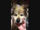 イッヌの顔面をでゅるでゅる