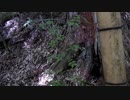 （ゆかマキ解説）変態忍者の、有害鳥獣駆除従事活動記・その３７