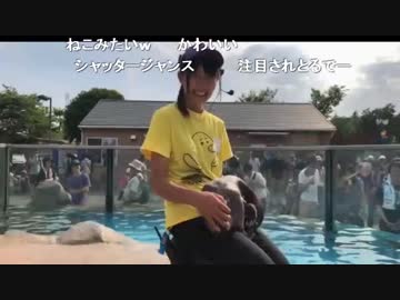 【東武動物公園】ペンギンヒナトーク３