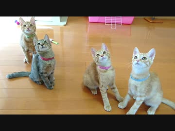 保護ねこ成長記録（14）保護69日目①