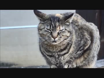 東本願寺玄関門のねこ