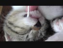 子猫が寝ているすきに歯磨きしてみた
