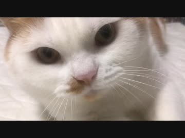 【マンチカンズ】ぬこに喰われるVR？