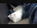 フェレットしずくが可愛すぎてどうしようもありません。。。