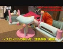 フェレットを飼う方へ～飼い方・育て方を簡単に説明～（雑談）（30分動画）