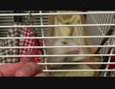 フェレットと遊びたいのに、ケージから出てくれません。。【飼い方】#076