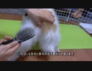 ブラッシングされるワンコ（パピヨン）