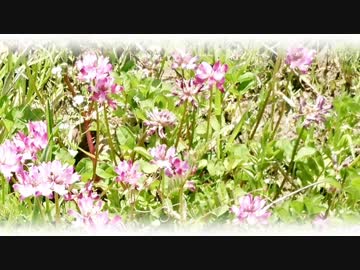 【NNI】桜平＃106：蓮華草は薄紫に【f00005j】【MuseScore】