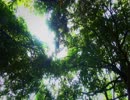 【癒し】セミの鳴き声（睡眠用BGM・作業用BGM）