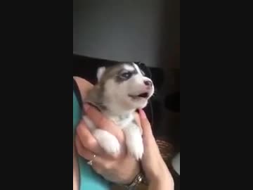 赤ちゃんハスキーがが可愛すぎて辛い　∪・ω・∪