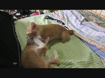 弱いお兄ちゃんをフルボッコにしてレベル上げをする子猫レンちゃん