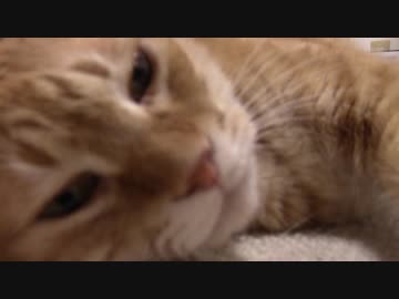 拾いねこ＠生後2174/2141日目　ぱたりぱたり