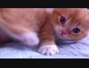 【マンチカンズ】パパ猫ティオの今昔