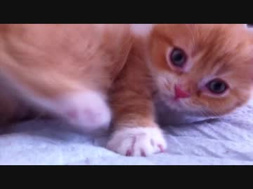 【マンチカンズ】パパ猫ティオの今昔