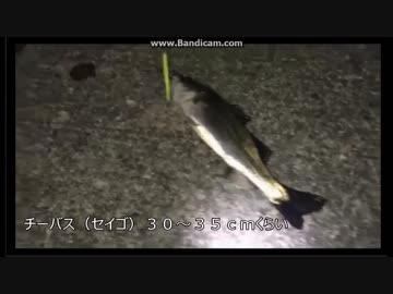 2018-05-05　ベイトタックルでバチ抜けシーバス HITシーン