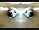 Little seal in the altitudes