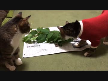 【こげつく】合法MTTB