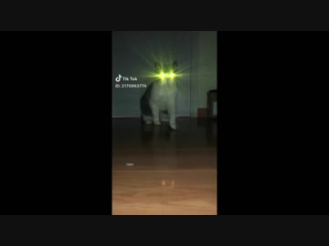 【癒される】【かわいい】TikTokペット動画3！【TikTok】