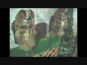 ユーラシアワシミミズクのヒナ