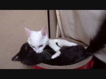 【 猫 】大きくなったけど実はまだ子猫　その54
