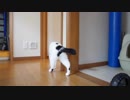 猫が入れ替わるとき
