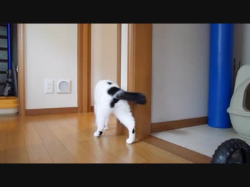 猫が入れ替わるとき