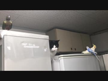 インコと猫