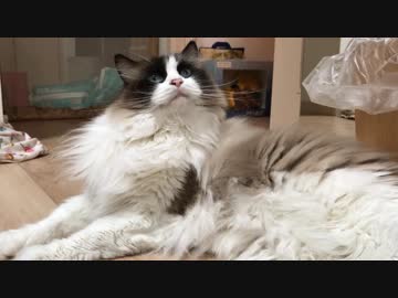 大きくなっても甘えん坊なラグドール